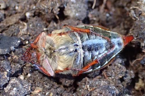 Réf. 246 630 : Melolontha melolontha